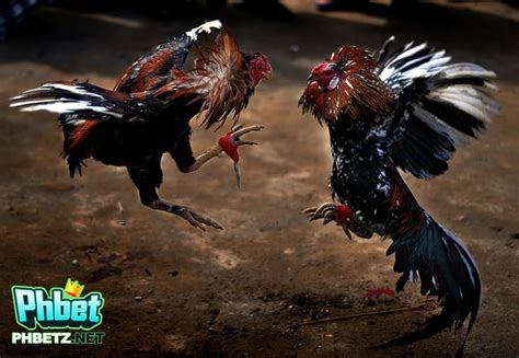 How to play online cockfighting .